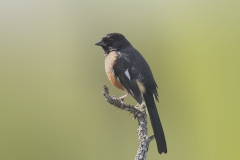 Eastern-Towee__0370