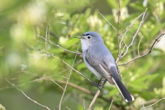 Gnatcatcher_8241