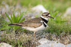 Kildeer_8910