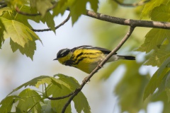 Magnolia-Warbler