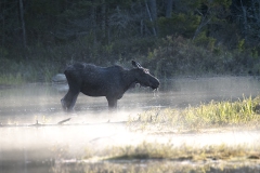 Moose_9302