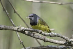 Mourning-Warbler