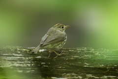 Ovenbird_7236