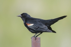 Red-shouldered-Blackbird_0129