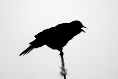 Red-shouldered-Blackbird_6226