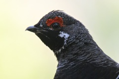 Spruce-Grouse-portrait_9982