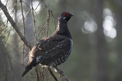 Spruce-grouse-Kl__0082