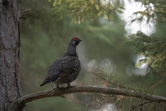 Spruce-grouse-kl_0105
