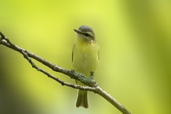 Tennesee-Warbler_7328
