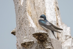 Tree-Swallow