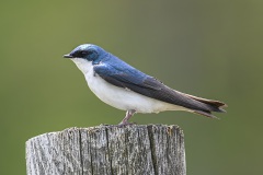 Tree-Swallow_8703