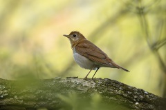Veery_7452