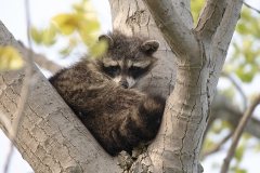 Wasbeer-Point-Pelee_5569