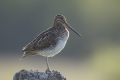 Wilsons-snipe-Carne-Aval-Kl_0283