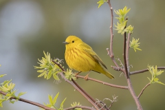 Yellow-warbler-Point-Pelee_5487