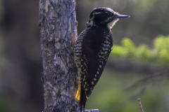 American Three-toed-Woodpecker