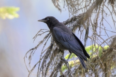 American Crow