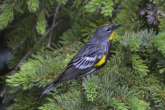 Audubon Warbler