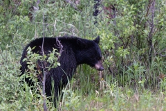 Black Bear