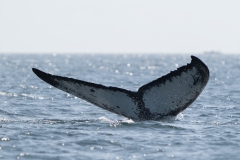 Humback Whale - Bultrug