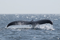 Humack Whale - Bultrug