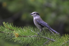 Canada Jay