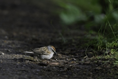 Chipping Sparrow 