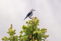Clarks Nutcracker