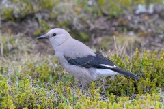 Clarks Nutcracker