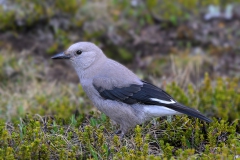 Clarks Nutcracker