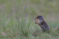 Colombian Ground Squirrel
