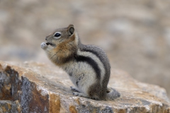 Commin Golden-manteled Ground-Squirrel