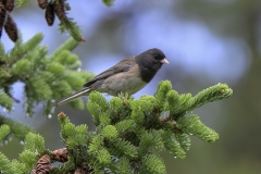 Dark-eyed Junco