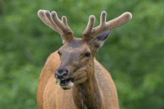 Elk
