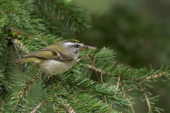 Golden-crowned Kinglet