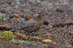 Grey-headed Rosy-finch
