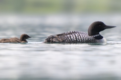Great Northern Diver - IJsduiker