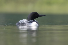 Great Northern Diver - IJsduiker