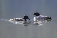 Common Loon