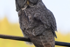Great Grey Owl - Laplanduil