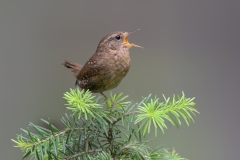 Pacific Wren