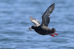 Pigeon Guillemot