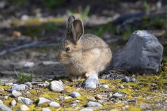 Snowshoe hare