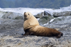 Stellers Sealion