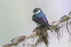 Violet-green Swallow