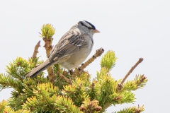 White-crowned Sparrow