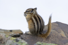 Yellow-Pine Chipmunk