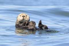 Sea-otter