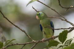 Spectacled Parrotlet