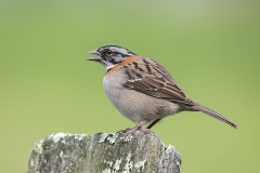 Andean Sparrow